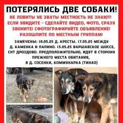 Подробнее об объявлении «Пропала собака кобель Москва» Фото: пропала собака  «Пропала собака кобель Москва» в г. Москва