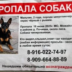 Подробнее об объявлении «Пропала собака кобель Можайск» Фото: пропала собака  «Пропала собака кобель Можайск» в г. Можайск