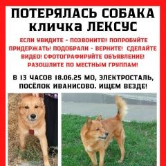 Подробнее об объявлении «Пропала собака кобель лексус Электросталь» Фото: пропала собака  «Пропала собака кобель лексус Электросталь» в г. Электросталь