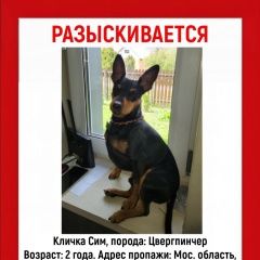 Подробнее об объявлении «Пропала собака кобель цвергпинчер 2 года Можайск» Фото: пропала собака Цвергпинчер (Карликовый пинчер) «Пропала собака кобель цвергпинчер 2 года Можайск» в г. Можайск