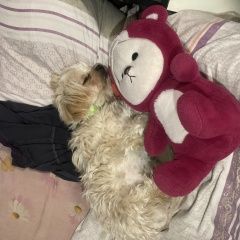 Подробнее об объявлении «Пропала собака кобель помогите найти Бишкек» Фото: пропала собака  «Пропала собака кобель помогите найти Бишкек» в г. Бишкек