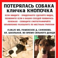 Подробнее об объявлении «Пропала собака джек рассел кнопочка Раменское» Фото: пропала собака Джек рассел терьер «Пропала собака джек рассел кнопочка Раменское» в г. Раменское