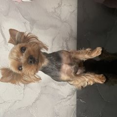 Подробнее об объявлении «Пропала собака кобель Новосибирск» Фото: пропала собака  «Пропала собака кобель Новосибирск» в г. Новосибирск