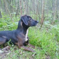 Подробнее об объявлении «Пропала собака рира Голицыно (Московская обл.)» Фото: пропала собака  «Пропала собака рира Голицыно (Московская обл.)» в г. Голицыно (Московская обл.)