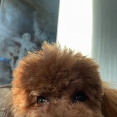 Подробнее об объявлении «Тула Пропала собака кобель» Фото: пропала собака Пудель «Тула Пропала собака кобель» в г. Тула