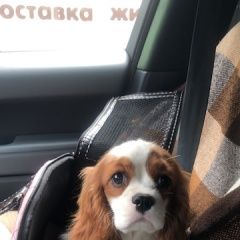 Подробнее об объявлении «Пропала собака советский район Нижний Новгород» Фото: пропала собака  «Пропала собака советский район Нижний Новгород» в г. Нижний Новгород