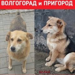 Подробнее об объявлении «Пропала собака ищем собаку Волгоград» Фото: пропала собака  «Пропала собака ищем собаку Волгоград» в г. Волгоград