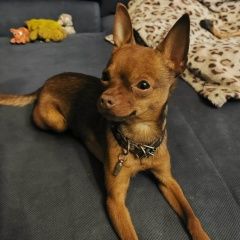 Подробнее об объявлении «Пропала собака кобель русский той - терьер, мальчик Хабаровск» Фото: пропала собака Русский той-терьер «Пропала собака кобель русский той - терьер,...» в г. Хабаровск