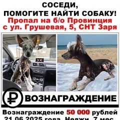 Подробнее об объявлении «Пропала собака кобель китайская хохлатая Адыгейск» Фото: пропала собака  «Пропала собака кобель китайская хохлатая Адыгейск» в г. Адыгейск