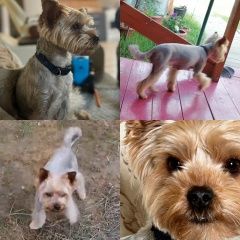 Подробнее об объявлении «Пропала собака Якутск» Фото: пропала собака Йоркширский терьер «Пропала собака Якутск» в г. Якутск