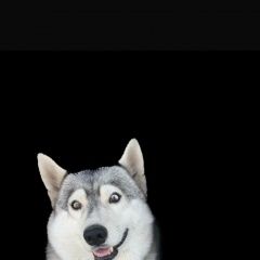 Подробнее об объявлении «Пропала собака кобель хаски. кобель Краснодар» Фото: пропала собака  «Пропала собака кобель хаски. кобель Краснодар» в г. Краснодар