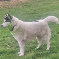 Подробнее об объявлении «Геленджик Пропала собака» Фото: пропала собака  «Геленджик Пропала собака» в г. Геленджик