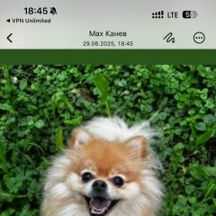 Подробнее об объявлении «Пропала собака Хабаровск» Фото: пропала собака Померанский шпиц «Пропала собака Хабаровск» в г. Хабаровск