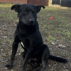 Подробнее об объявлении «Пропала собака кобель Краснодар» Фото: пропала собака  «Пропала собака кобель Краснодар» в г. Краснодар