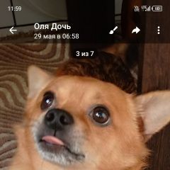 Подробнее об объявлении «Пропала собака кобель зовут арчи Нарофоминск» Фото: пропала собака Чихуахуа «Пропала собака кобель зовут арчи Нарофоминск» в г. Нарофоминск