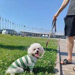 Подробнее об объявлении «Пропала собака кобель Краснодар» Фото: пропала собака Бишон-фриз «Пропала собака кобель Краснодар» в г. Краснодар