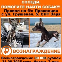 Подробнее об объявлении «Пропала собака кобель китайская хохлатая мальчик Краснодар» Фото: пропала собака  «Пропала собака кобель китайская хохлатая...» в г. Краснодар