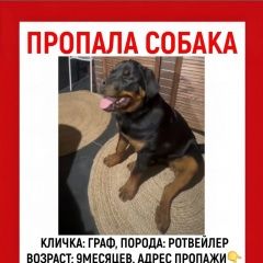Подробнее об объявлении «Саратов Пропала собака кобель ротвейлер.» Фото: пропала собака Ротвейлер «Саратов Пропала собака кобель ротвейлер.» в г. Саратов