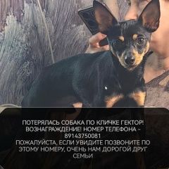 Подробнее об объявлении «Находка (Приморский край) Пропала собака кобель» Фото: пропала собака Той-терьер «Находка (Приморский край) Пропала собака кобель» в г. Находка (Приморский край)
