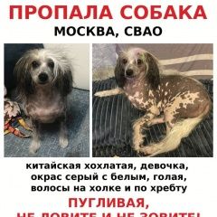 Подробнее об объявлении «Пропала собака свао медведково бибирево Москва» Фото: пропала собака Китайская хохлатая собака «Пропала собака свао медведково бибирево Москва» в г. Москва