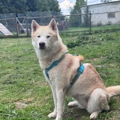 Подробнее об объявлении «Пропала собака новая москва Троицк» Фото: пропала собака Сибирская хаски «Пропала собака новая москва Троицк» в г. Троицк