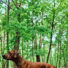 Подробнее об объявлении «Пропала собака кобель родизийский риджбек Москва» Фото: пропала собака Родезийский риджбек «Пропала собака кобель родизийский риджбек Москва» в г. Москва