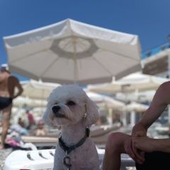 Подробнее об объявлении «Пропала собака Краснодар» Фото: пропала собака  «Пропала собака Краснодар» в г. Краснодар