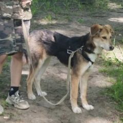 Подробнее об объявлении «Пропала собака Москва» Фото: пропала собака  «Пропала собака Москва» в г. Москва