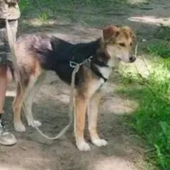 Подробнее об объявлении «Пропала собака помогите найти собаку Москва» Фото: пропала собака  «Пропала собака помогите найти собаку Москва» в г. Москва