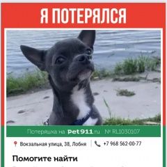 Подробнее об объявлении «Лобня Пропала собака кобель» Фото: пропала собака Чихуахуа «Лобня Пропала собака кобель» в г. Лобня