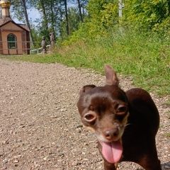 Подробнее об объявлении «Оренбург Пропала собака кобель потерялась собака» Фото: пропала собака Русский той-терьер «Оренбург Пропала собака кобель потерялась собака» в г. Оренбург