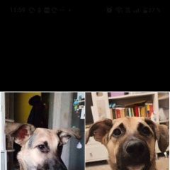 Подробнее об объявлении «Пропала собака метис с овчаркой евп Москва» Фото: пропала собака  «Пропала собака метис с овчаркой евп Москва» в г. Москва