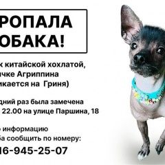 Подробнее об объявлении «Пропала собака помогите найти собаку Москва» Фото: пропала собака Китайская хохлатая собака «Пропала собака помогите найти собаку Москва» в г. Москва