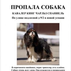 Подробнее об объявлении «Новая Усмань Пропала собака помогите найти» Фото: пропала собака Кавалер кинг чарльз спаниель «Новая Усмань Пропала собака помогите найти» в г. Новая Усмань