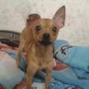 Подробнее об объявлении «Воронеж Пропала собака кобель» Фото: пропала собака Той-терьер «Воронеж Пропала собака кобель» в г. Воронеж