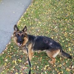Подробнее об объявлении «Пропала собака Тюмень» Фото: пропала собака Немецкая овчарка «Пропала собака Тюмень» в г. Тюмень