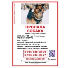 Подробнее об объявлении «Пропала собака кобель Истра» Фото: пропала собака  «Пропала собака кобель Истра» в г. Истра