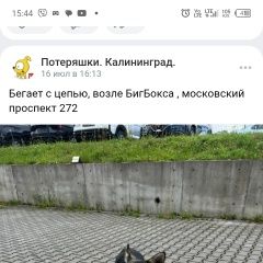 Подробнее об объявлении «Калининград (Кенигсберг) Пропала собака кобель собака джек» Фото: пропала собака  «Калининград (Кенигсберг) Пропала собака кобель...» в г. Калининград (Кенигсберг)