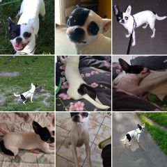 Подробнее об объявлении «Пропала собака Москва» Фото: пропала собака  «Пропала собака Москва» в г. Москва