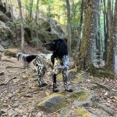 Подробнее об объявлении «Пропала собака Краснодар» Фото: пропала собака  «Пропала собака Краснодар» в г. Краснодар