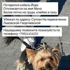 Подробнее об объявлении «Пропала собака кобель йоркширский терьер, мальчик Анапа» Фото: пропала собака Йоркширский терьер «Пропала собака кобель йоркширский терьер,...» в г. Анапа