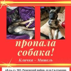 Подробнее об объявлении «Бронницы Пропала собака вознаграждение.» Фото: пропала собака  «Бронницы Пропала собака вознаграждение.» в г. Бронницы