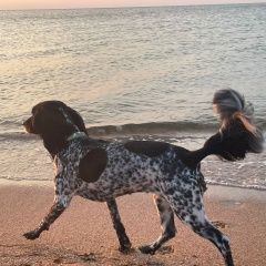 Подробнее об объявлении «Пропала собака Краснодар» Фото: пропала собака  «Пропала собака Краснодар» в г. Краснодар