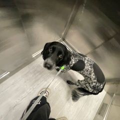 Подробнее об объявлении «Пропала собака Краснодар» Фото: пропала собака  «Пропала собака Краснодар» в г. Краснодар