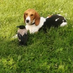 Подробнее об объявлении «Пропала собака Могилев» Фото: пропала собака  «Пропала собака Могилев» в г. Могилев