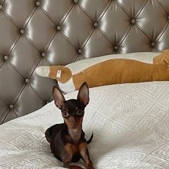 Подробнее об объявлении «Пропала собака Киров (Кировская обл.)» Фото: пропала собака  «Пропала собака Киров (Кировская обл.)» в г. Киров (Кировская обл.)