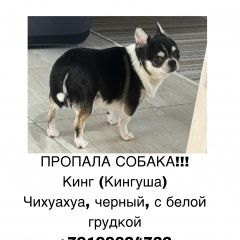 Подробнее об объявлении «Пропала собака кобель чихуахуа Москва» Фото: пропала собака Чихуахуа «Пропала собака кобель чихуахуа Москва» в г. Москва