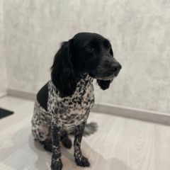 Подробнее об объявлении «Пропала собака Краснодар» Фото: пропала собака  «Пропала собака Краснодар» в г. Краснодар