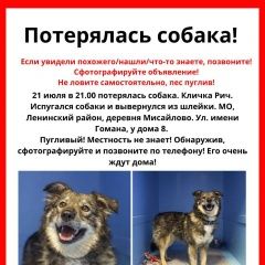 Подробнее об объявлении «Пропала собака кобель Москва» Фото: пропала собака  «Пропала собака кобель Москва» в г. Москва