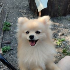 Подробнее об объявлении «Пропала собака кобель мини шпиц Симферополь» Фото: пропала собака Японский шпиц «Пропала собака кобель мини шпиц Симферополь» в г. Симферополь